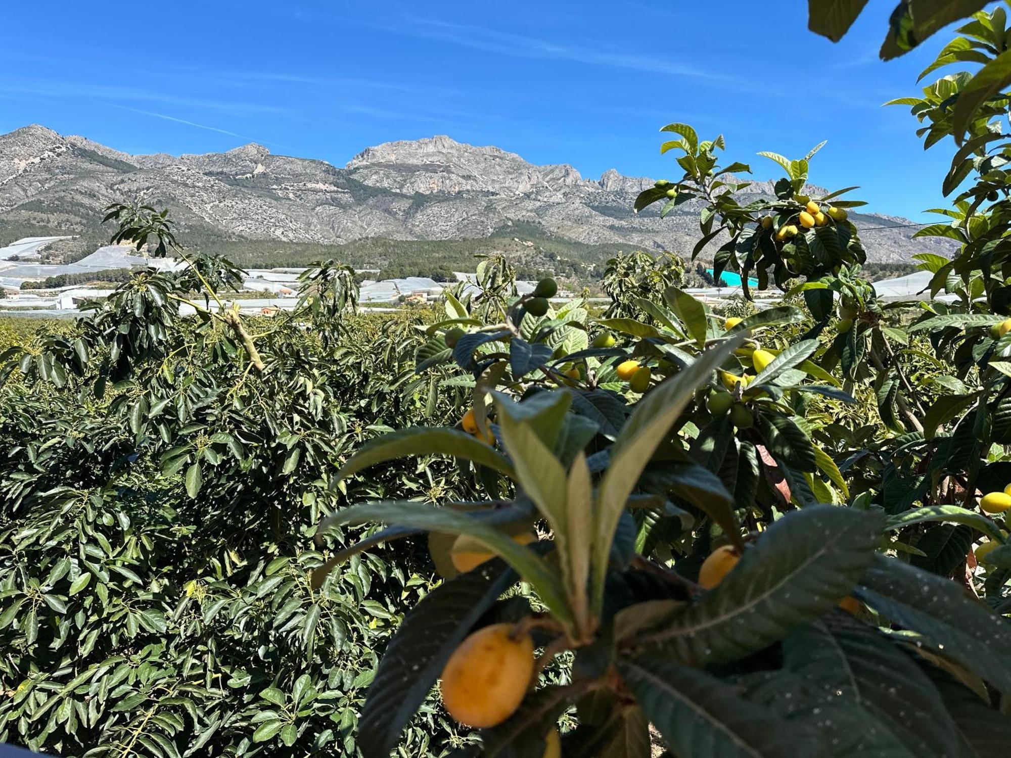 Callosa de Ensarriá Casa Rural Altaret מראה חיצוני תמונה